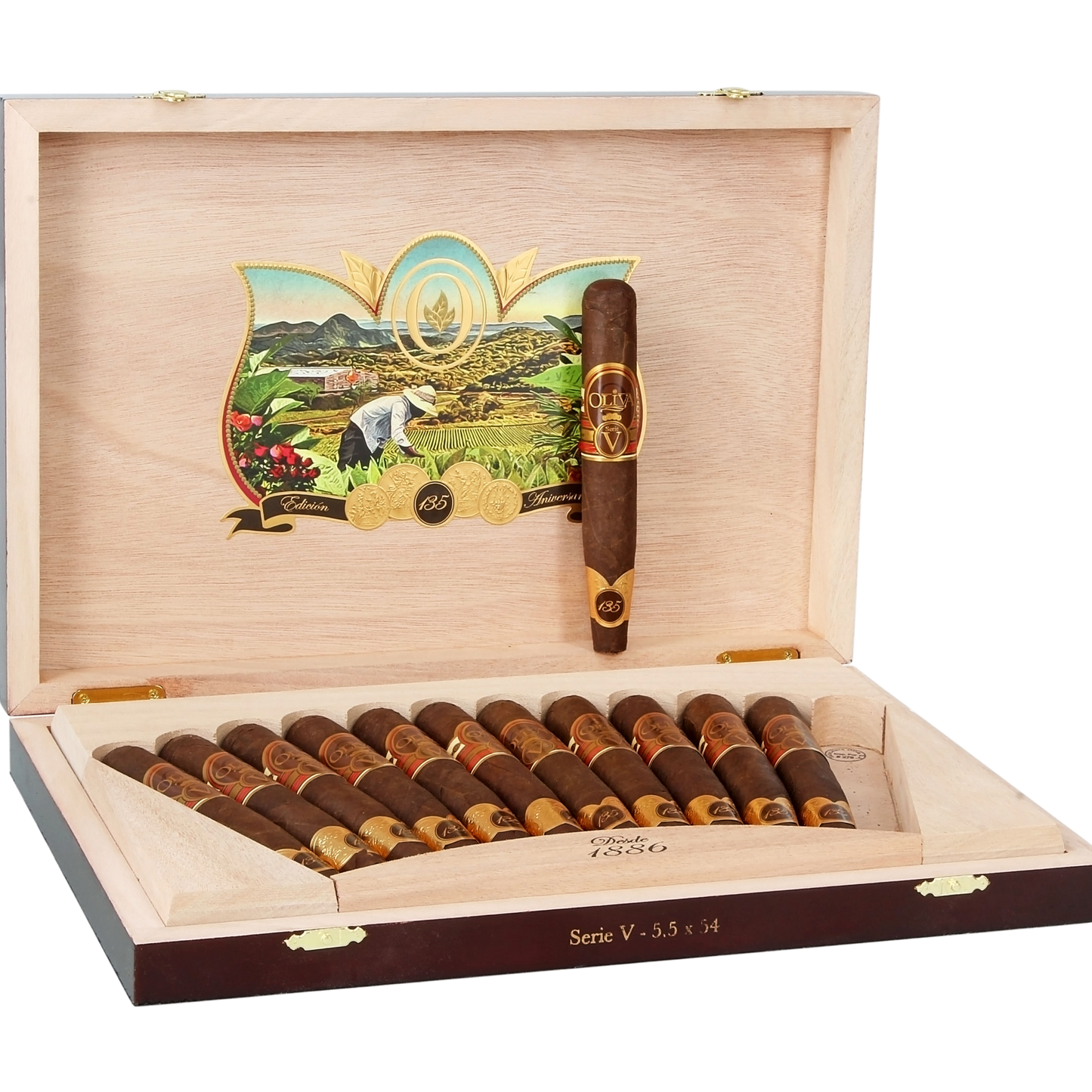 Oliva Serie V